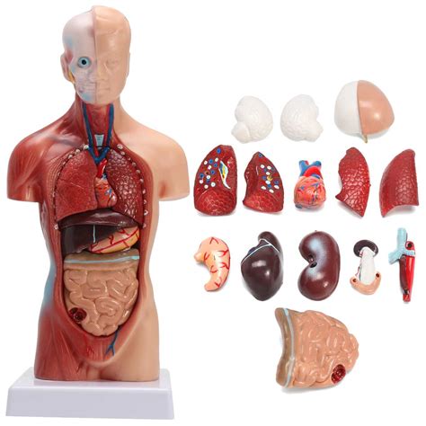 Human Torso Model Anatomy Model Of Human Internal Organs Of The Trunk