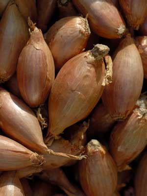 shallots grow guide