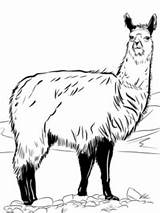 Lama Alpaca Topkleurplaat Kleurplaten sketch template