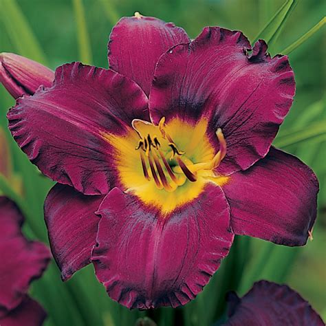 Daylily Bela Lugosi Award Winning Daylilies Roots And Rhizomes