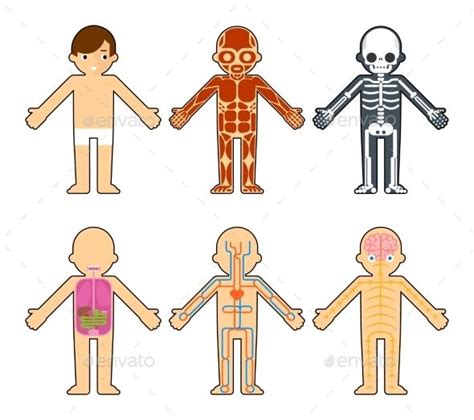 body anatomy  kids body anatomy human body diagram human body