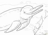 Dolphin Coloring Pages River Amazon Tale Pink Dolphins Boto Supercoloring Drawing Printable Adults Winter Books Main Getdrawings Getcolorings Color Colorings sketch template