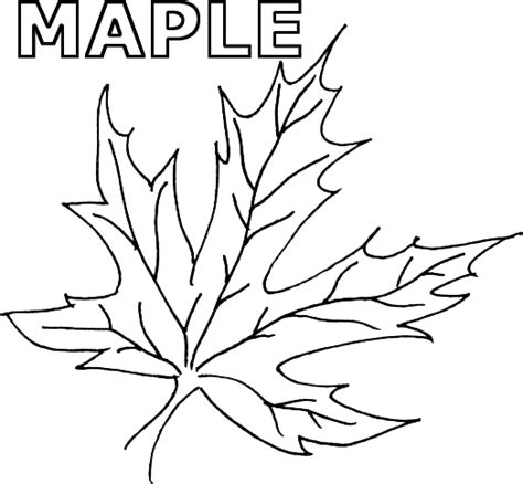 maple leaf drawing leaf coloring page maple leaf drawing leaf coloring