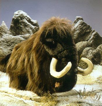 san  weekly animal picture mammoth