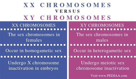 what is the difference between xx and xy chromosomes pediaa