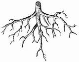 Roots Drawing Plant Clipartmag Tree Root Plants Drawings sketch template