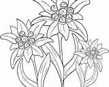 Edelweiss Stella Alpina Edelweiß Alpine Embroidery Fleur Fiori Needlecraft Ecosia Coloriage Eidelweiss sketch template