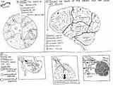 System Nervous Coloring Sheet Color Brain Teacherspayteachers Biology Labeled sketch template