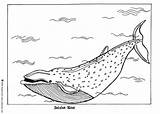 Whale Coloring Blue Pages Color Hellokids Sheet Print Online Drawing Big Designlooter Animals sketch template