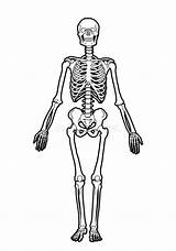Scheletro Umano Esqueleto Humano Skelet Skelett Squelette Humain Menschliches Menselijk Knogler sketch template