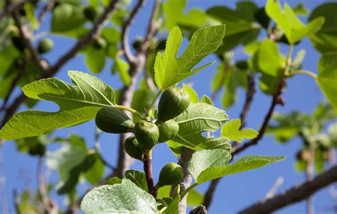 fantastic fig tree varieties progardentips