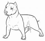 Bully American Puppy Lineart Deviantart sketch template