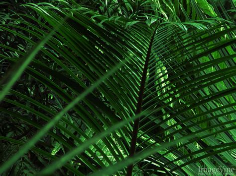 palm branch palm sunday background   palm sunday