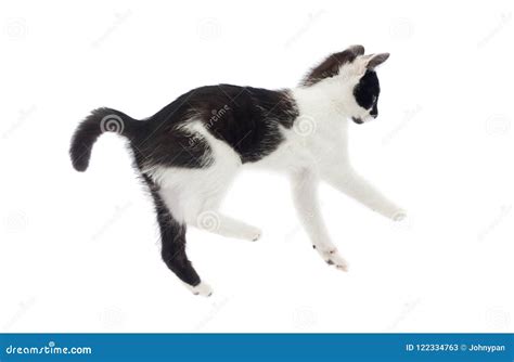 small cute cat falling  jumping stock image image  breed