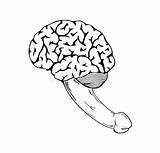 Penis Human Pene Gehirn Brein Anatomy Cervello Umano Brain Laat Lullen Menschliches Organ Reproduction sketch template