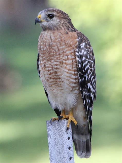 dees photo  nature blog red shouldered hawks compare  contrast