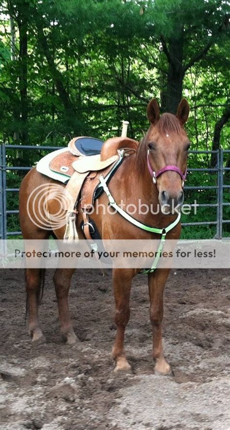 share  pic   horse tacked   horse forum