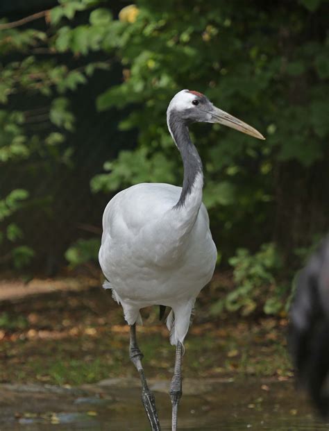 pictures  information  red crowned crane