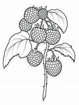 Kolorowanki Lamponi Raspberries Supercoloring Maliny Berries Bilberry Kolorowanka Pattern Fruits Ausmalbilder Druku Frutta Whortleberry sketch template