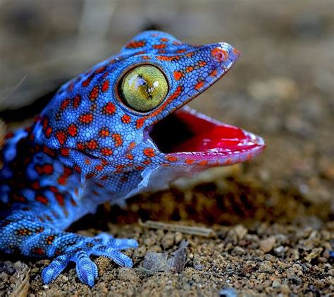 images  gecko  pinterest