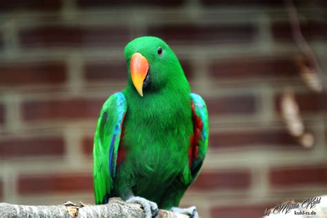 gruener papagei foto bild tiere zoo wildpark falknerei voegel bilder auf fotocommunity