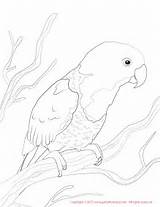 Sun Coloring Conure Eclectus Female Pages Drawing Getdrawings sketch template