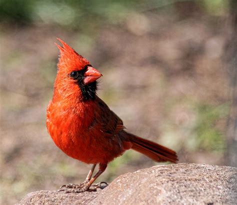 male northern cardinal birds  blooms