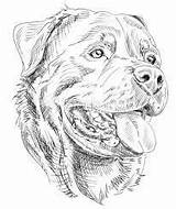 Rottweiler Tattoo Outline Dog Drawings Face Puppies Coloring Wonderful Portrait Draw Pages Dogs Drawing Kleurplaten Tattooimages Biz Perro Designs Dibujo sketch template