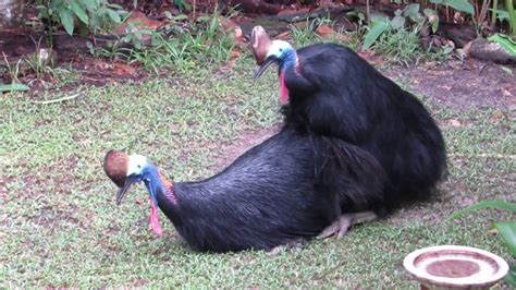 Cassowaries Mating July 2016 Youtube