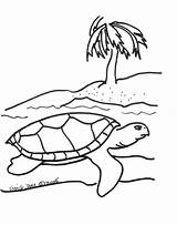 Turtle Coloring Sea Pages Turtles Kids Printable Cartoon Baby Color Print Drawing Cliparts Snapping Loggerhead Colouring Outline Clipart Science Life sketch template