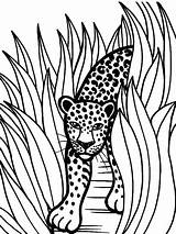 Jaguar Coloring Pages Animal Rainforest Color Grass Jaguars Printable Animals Drawing Drawings Jacksonville Tall Baby Car Crafts Sheet Head Kids sketch template