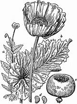 Opium Poppy Clipart Plant Drug Flower Gif Etc Parts Medium Cliparts Seed Library Usf Edu Juice Tiff Original Whole Large sketch template