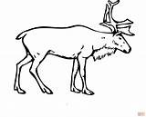 Reindeer Coloring Pages Deer Printable Cartoon Drawing Santa Realistic Template Rudolph Color Clipart His Baby Svalbard Caribou Draw Kids Arctic sketch template