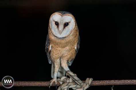 kerkuil wmnatuurfotografiewm natuurfotografie