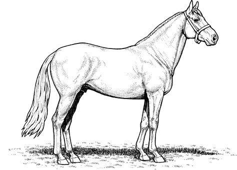 horse stallion coloring pages  kids dh printable horses coloring