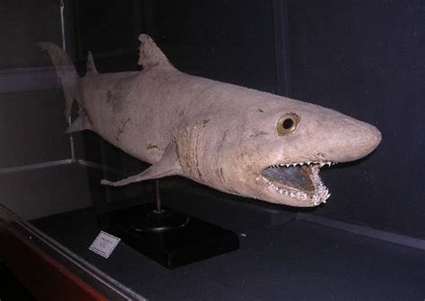 bigeye sand tiger odontaspis noronhai shark