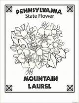 Pennsylvania State Flower Pages Coloring Printable Color Online Print Coloringpagesonly sketch template