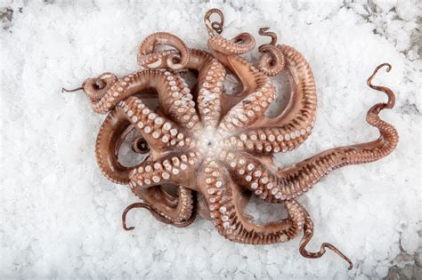 spanish octopus frozen approx  lb price  pound delivery