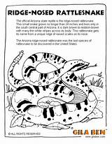Arizona Nosed Ridge Rattlesnake Reptile sketch template