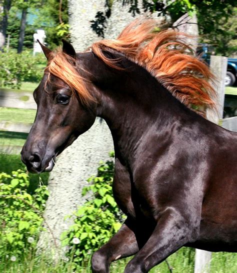 oakland press blogs horse sense breed   week  morgan