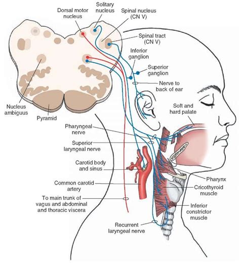 wiring and diagram diagram of vagus nerve in body