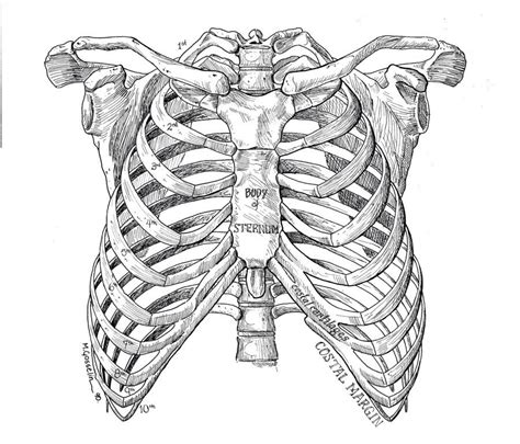skeleton rib cage template printable
