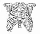 Ribcage Esqueleto Sketches Sternum Ribs Costillas Anatomie Anatomía Gosselin Rippen Anatomia Knochen Lungs Skelett Zeichnen Figure sketch template