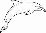 Dolphin Printable Coloring Pages Dolphins Bottlenose Print Drawing Clipart Drawings Shark Kids Cliparts Book Library Clipartmag Clip Sheets Fish Template sketch template