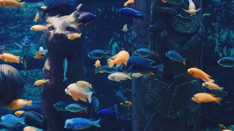 group  sea fishes swim  aquarium shoals stock footage sbv