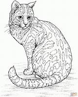 Coloring Pages Cat Hard Animal sketch template