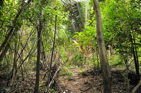 amazon jungle