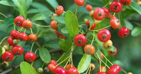 types  red berry trees ehow uk