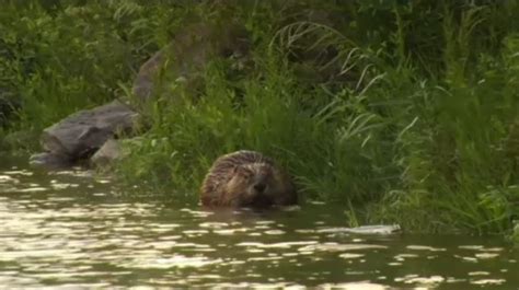 community outraged after beaver beaten to death ctv news