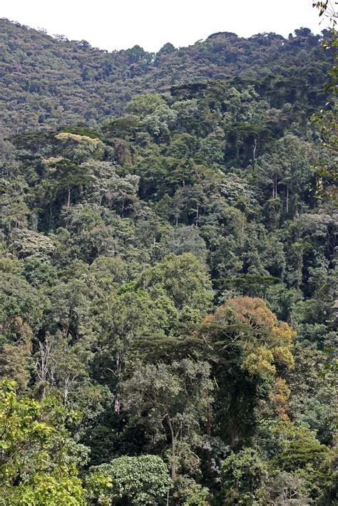 impenetrable forest bwindi impenetrable national park flickr